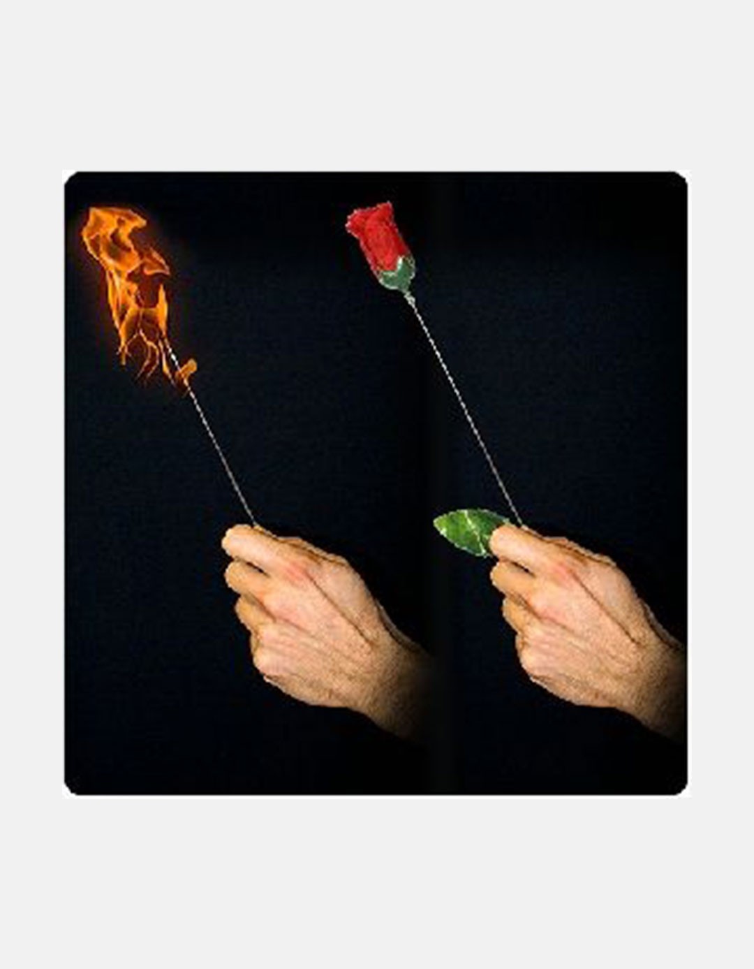 Torch to Rose - Plus